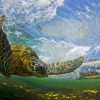 800_flying_honu