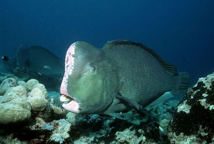 Какая рыба может менять пол на противоположный. Bolbometopon muricatum. Humphead Parrotfish рыба. Рыба питается кораллами. Рыба которая меняет пол.