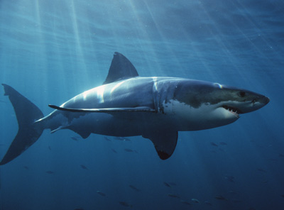 great-white-shark-1