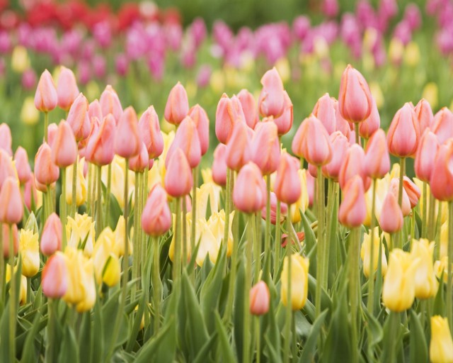 tulips_flowers_many_buds_spring_22489_1280x1024