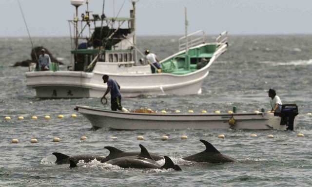 Dolphin hunters off Taiji