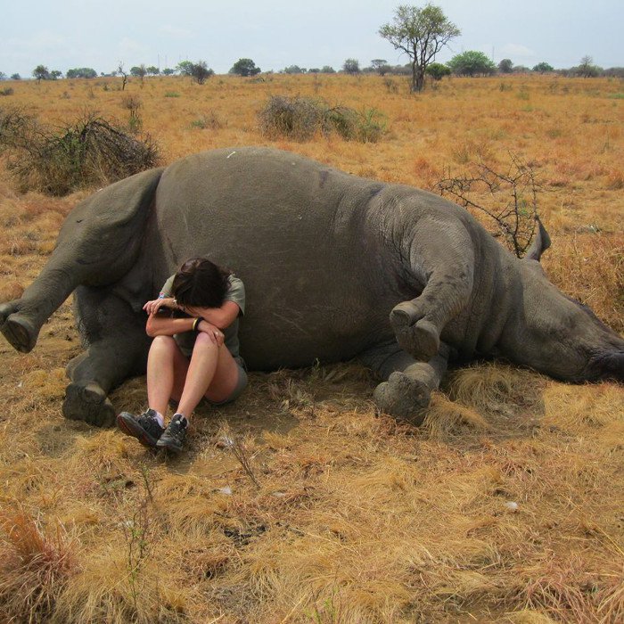 rhinopoached