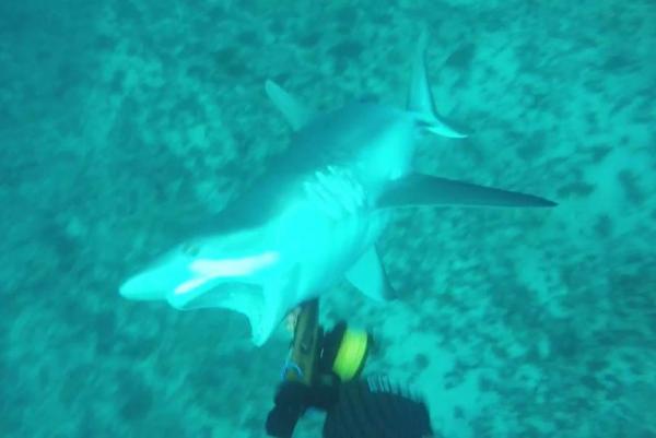 Spear-fishermans-camera-captures-tense-fight-with-aggressive-shark