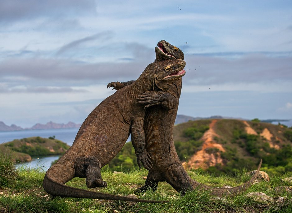 komodo