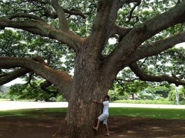 Hitachi Tree: Power Spot or Danger Spot? | カービー福永ブログ by