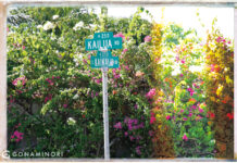 サーファー必見。「カイルア」に行ったら必ずチェックしたい6つの注目ショップ+番外編